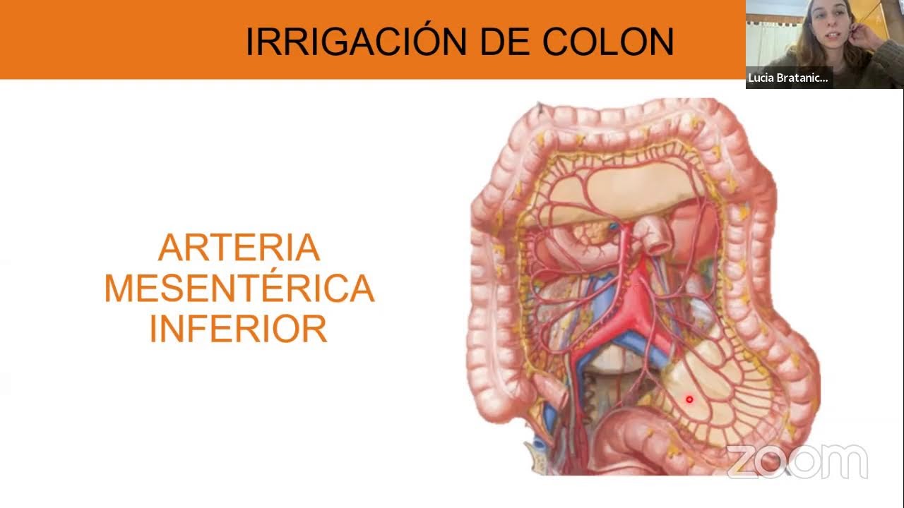 PARALELO DE ANATOMIA- ABDOMEN, SUPRAMESOCOLICO E INFRAMESOCOLICO