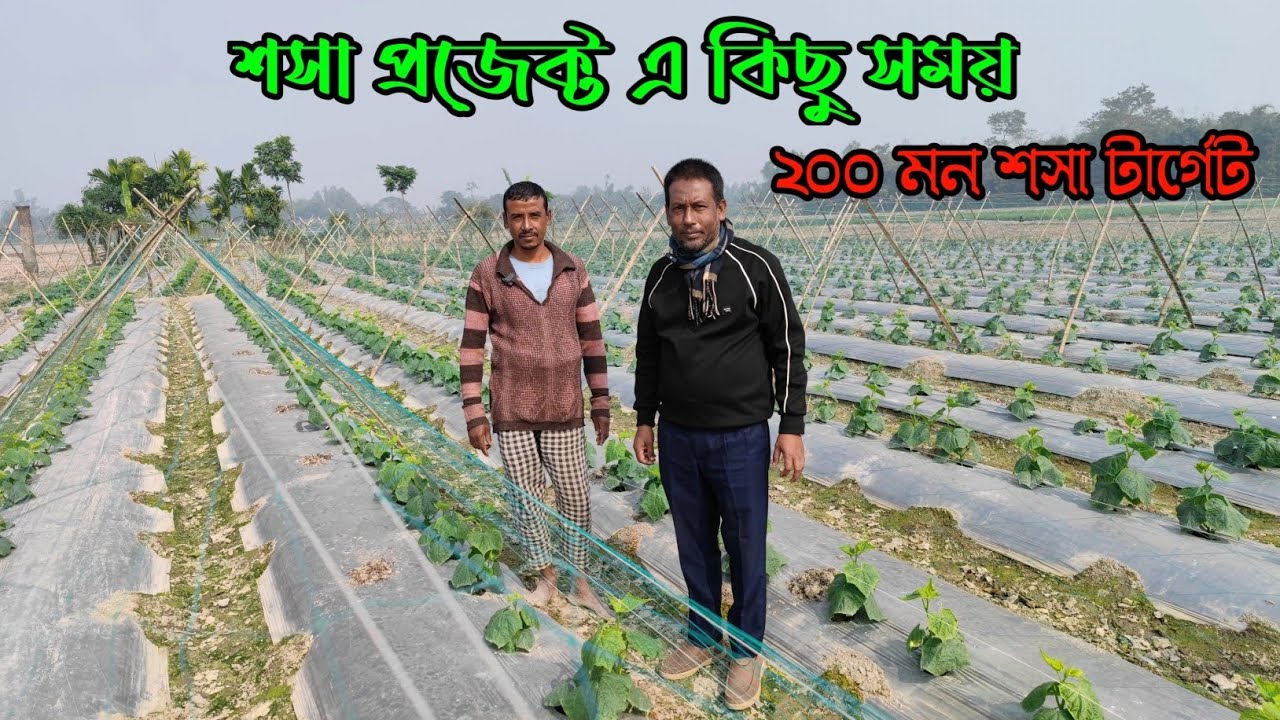 শসা প্রজেক্ট এ কিছু সময়! ২০০ মন শসা টার্গেট করে শসা চাষ। 
