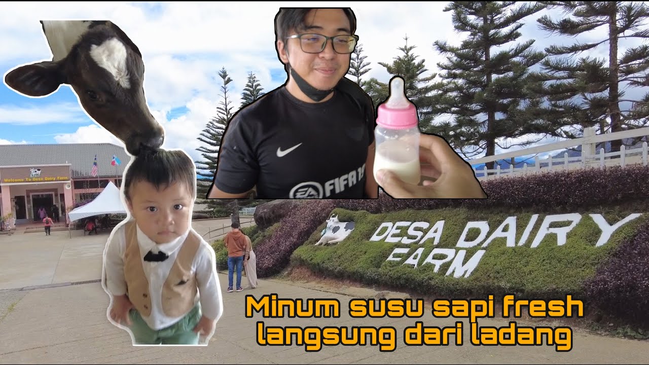 Desa Dairy Farm Kundasang Sabah ( tempat minum susu sapi fresh langsung dari ladang )