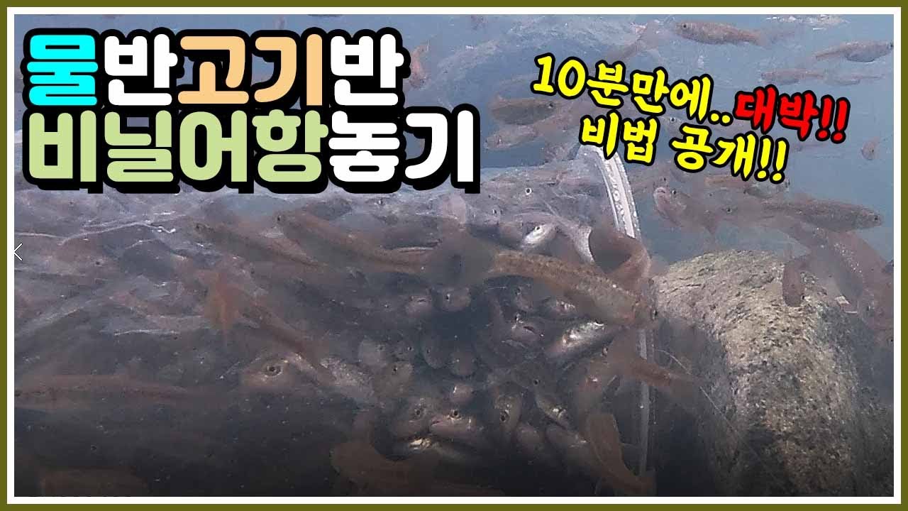 비닐 어항 (어포기) 설치 10분 만에 벌어진 놀라운 일 | 어항 놓기 전 시청 필수 | 수중촬영 | 버들치 튀김 가족 먹방