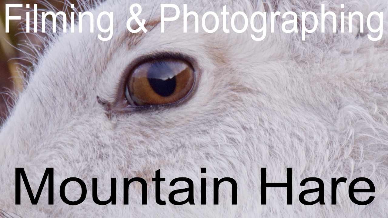 Filming Mountain Hare Findhorn Valley Cairngorm Trip