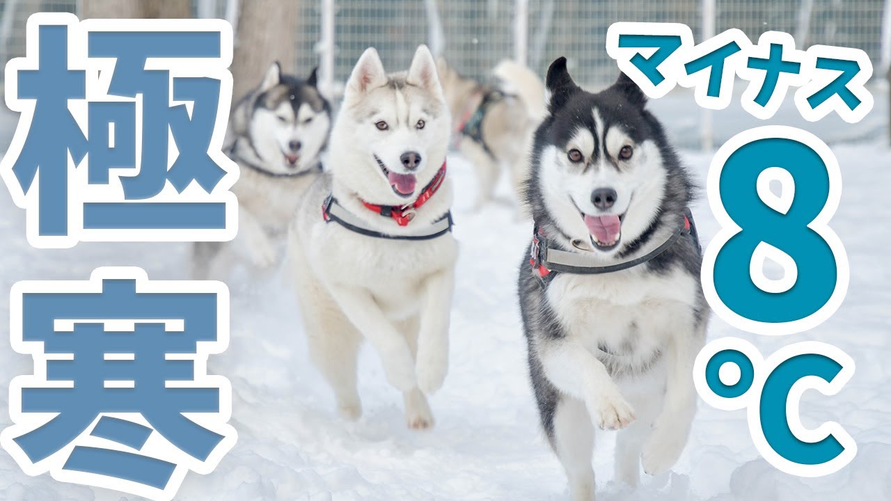 【初めての雪遊び】シベリアンハスキーと雪国へ行ってみたら寒過ぎて死ぬかと思った‥🥶