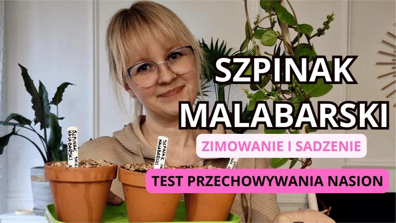 Szpinak malabarski wysiew i wszystko co musisz wiedzieć - zimowanie, sadzenie, praktyczne porady
