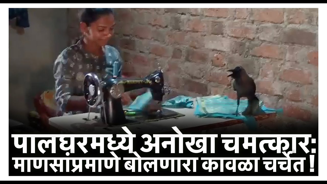 पालघरमध्ये अनोखा चमत्कार: माणसांप्रमाणे बोलणारा कावळा चर्चेत !
