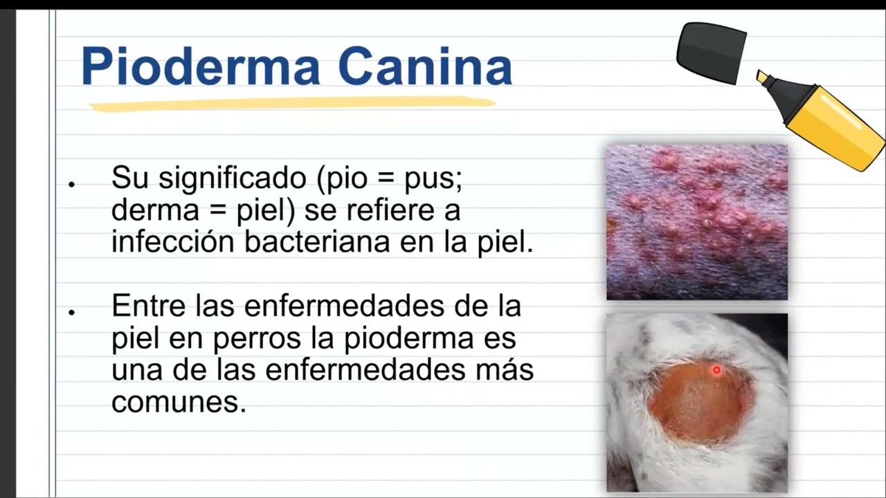 Pioderma en caninos y su importancia diagnóstica