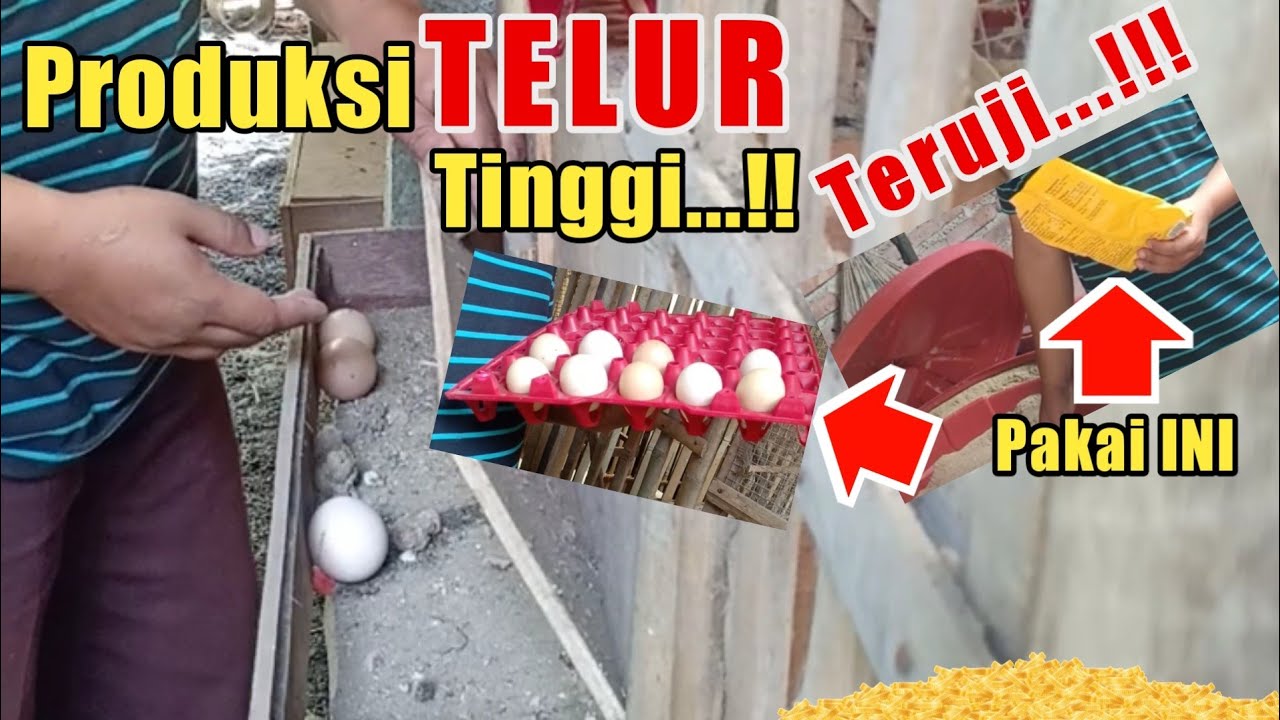 BAHAN UNTUK MENINGKATKAN PRODUKSI TELUR AYAM KAMPUNG