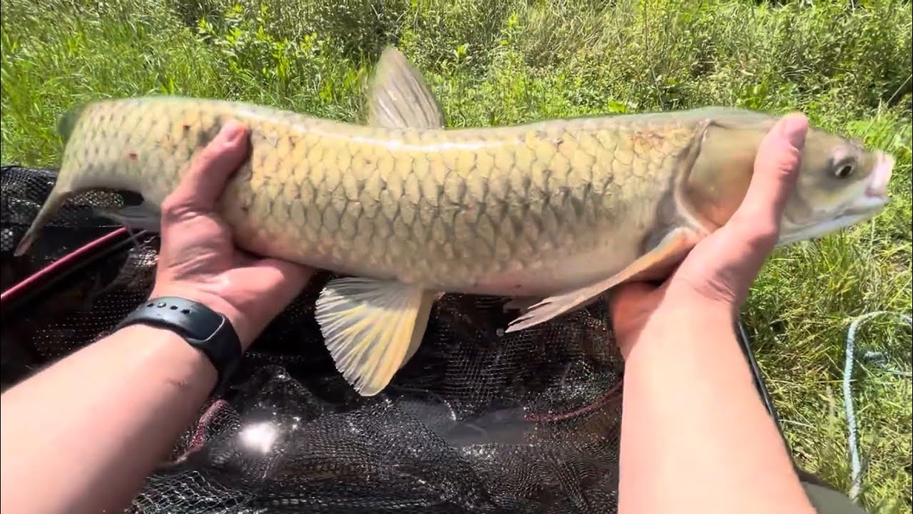 ŻYCIOWY KARP I MASA RYB NA METHOD FEEDER!