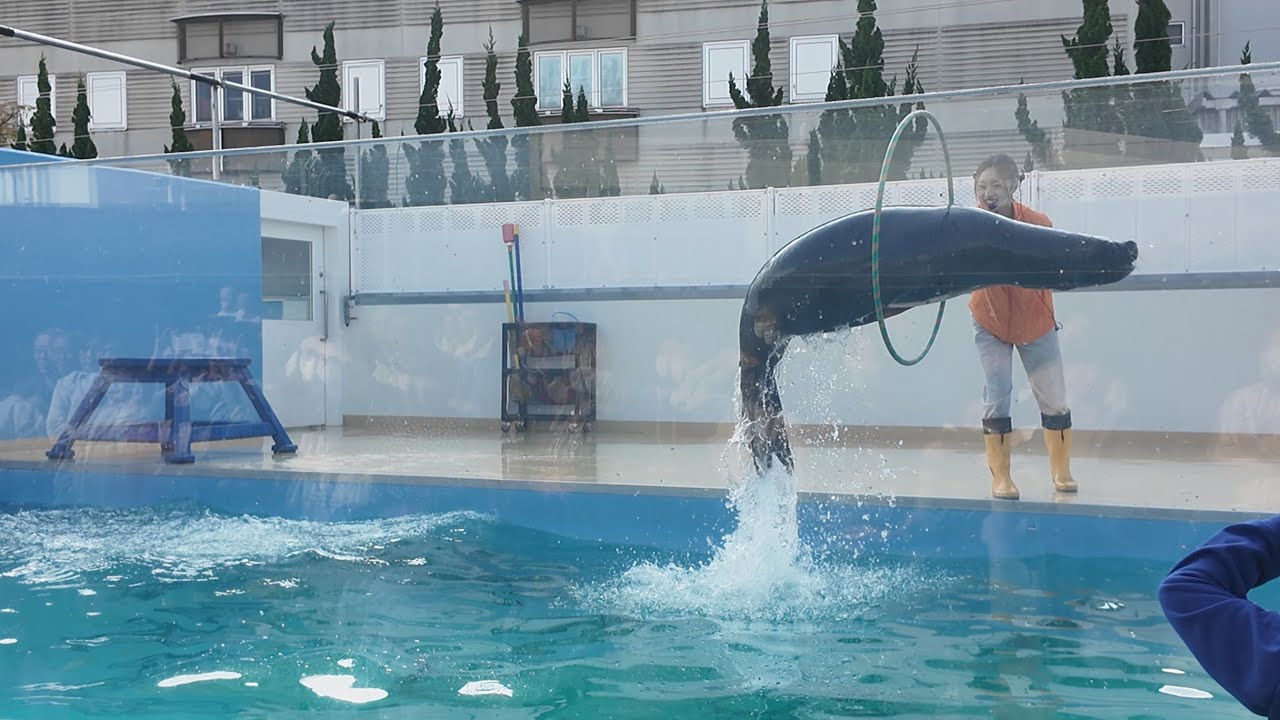 アシカショー　蒲郡市竹島水族館　25.11.17