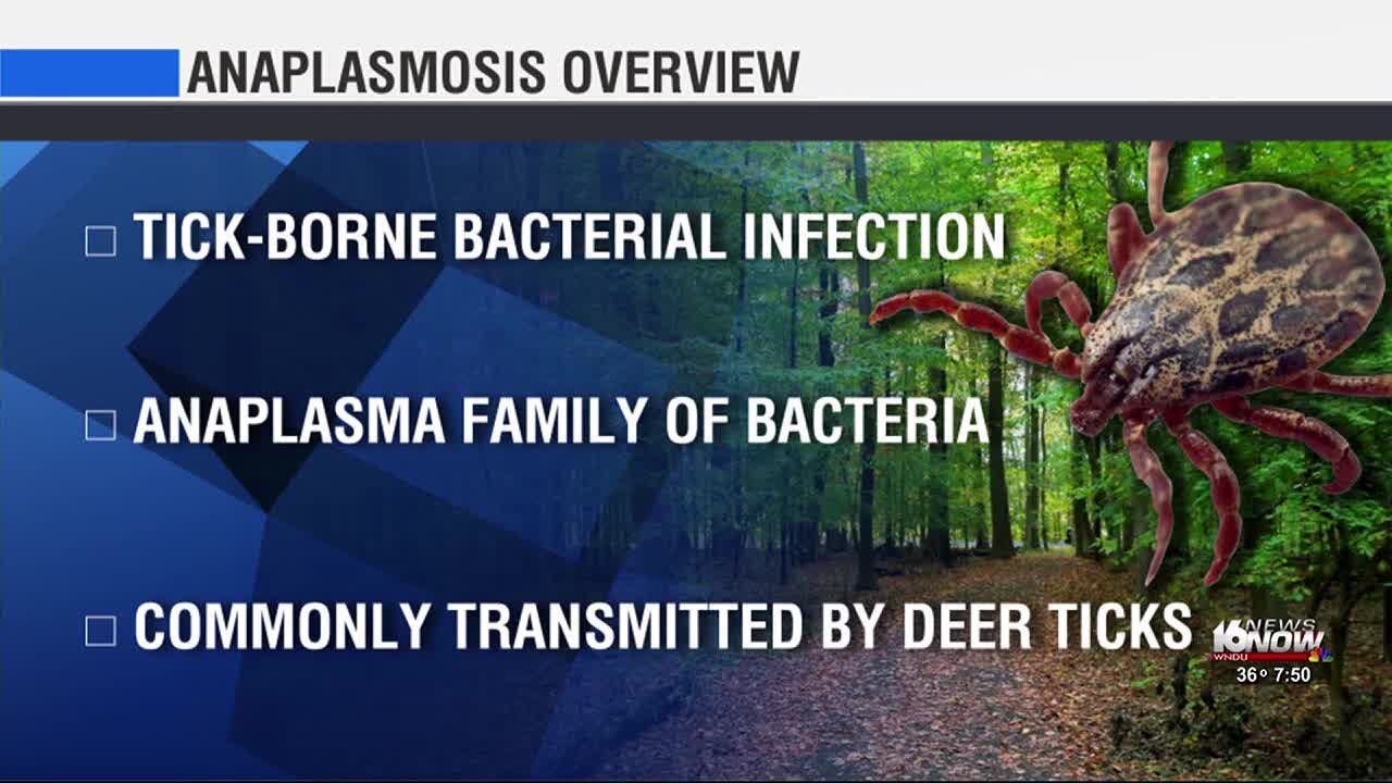 Pet Vet: Anaplasmosis