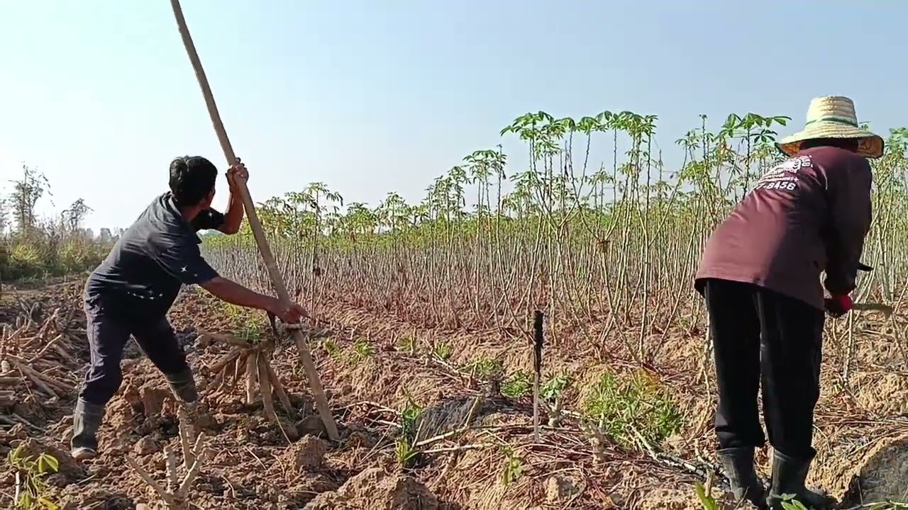 กู้มัน ep1 