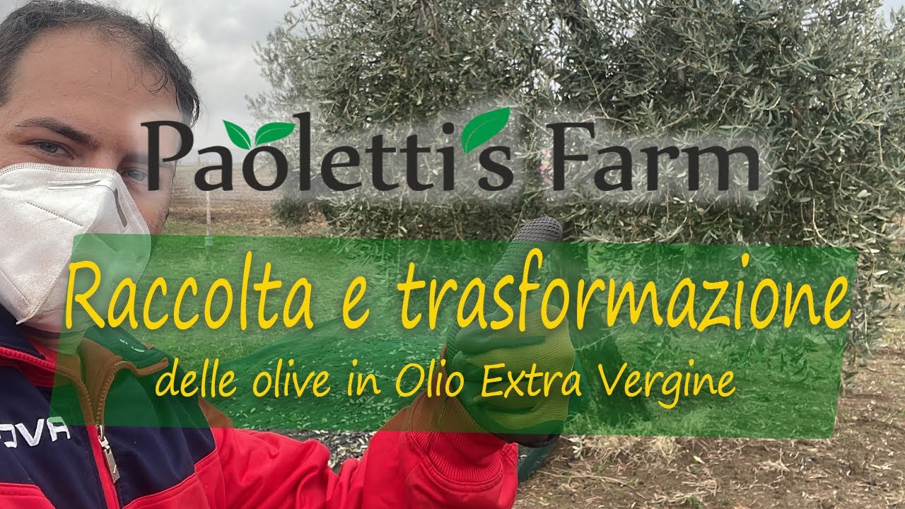 Dalla Raccolta delle Olive alla Trasformazione in Olio Extra Vergine di Oliva
