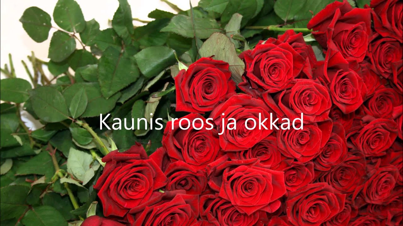 ans. Sulatsõ- Kaunis roos ja okkad