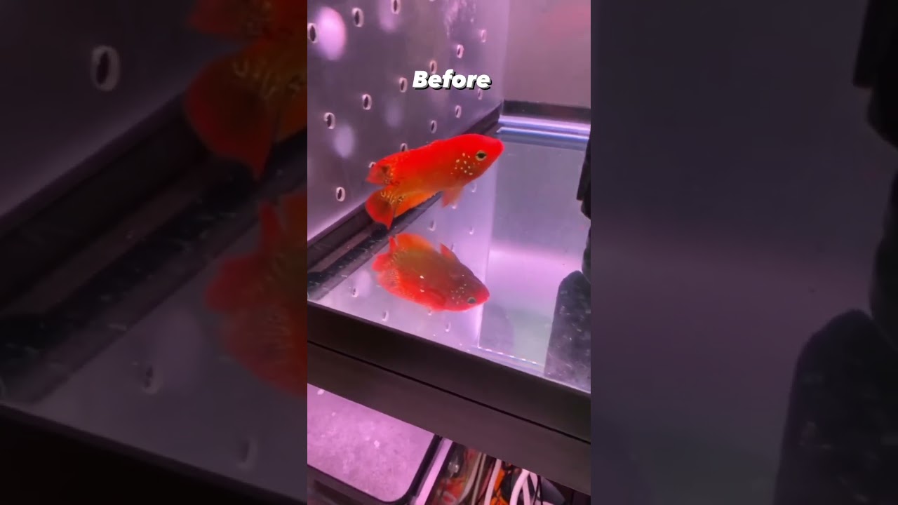 Rare flowerhorn from Thailand🔥 #beforeandafter #fishkeeping #flowerhorn #hoss