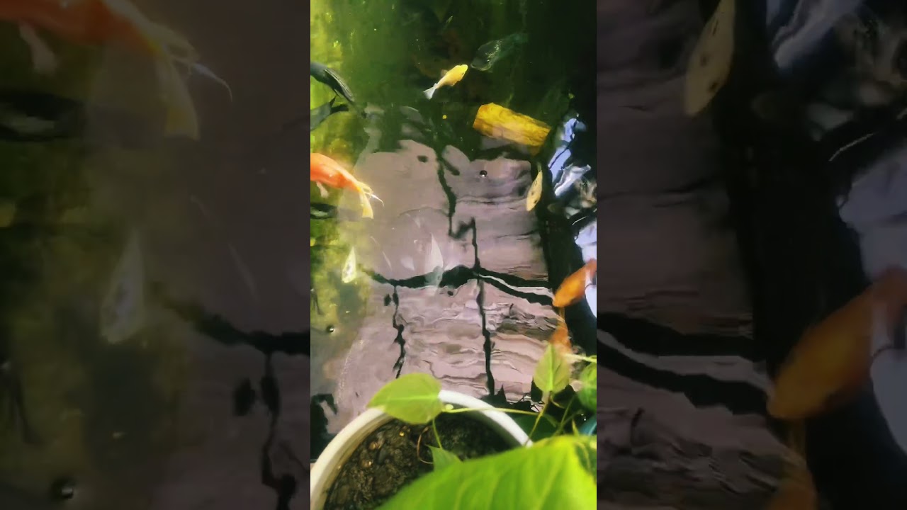 Kolam cichlid #ikan #kolamikan #cichlid #louhan #parrot #vieja