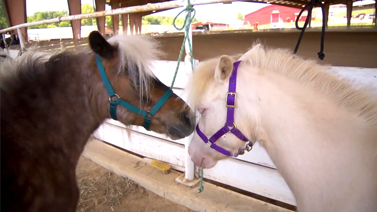 Miniature Horses | Farm Raised With P. Allen Smith