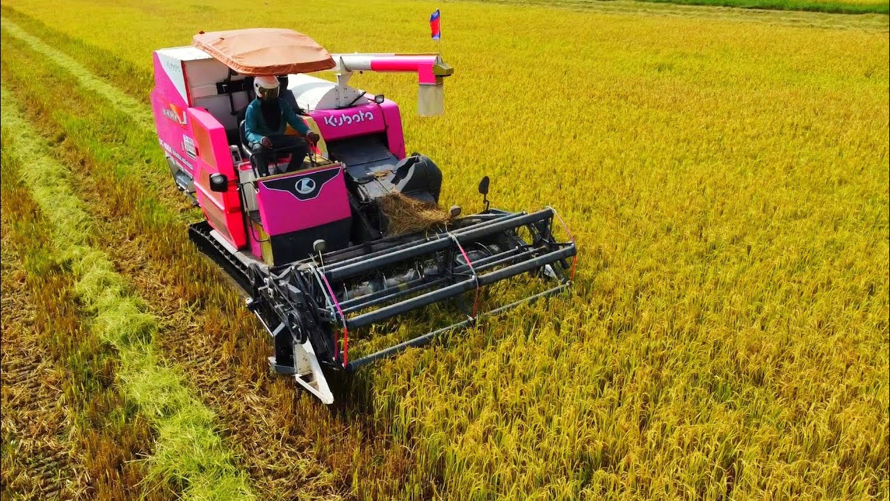 Kubota Combine Harvester Working Skills Rice Harvesting Safety Operator Cropping