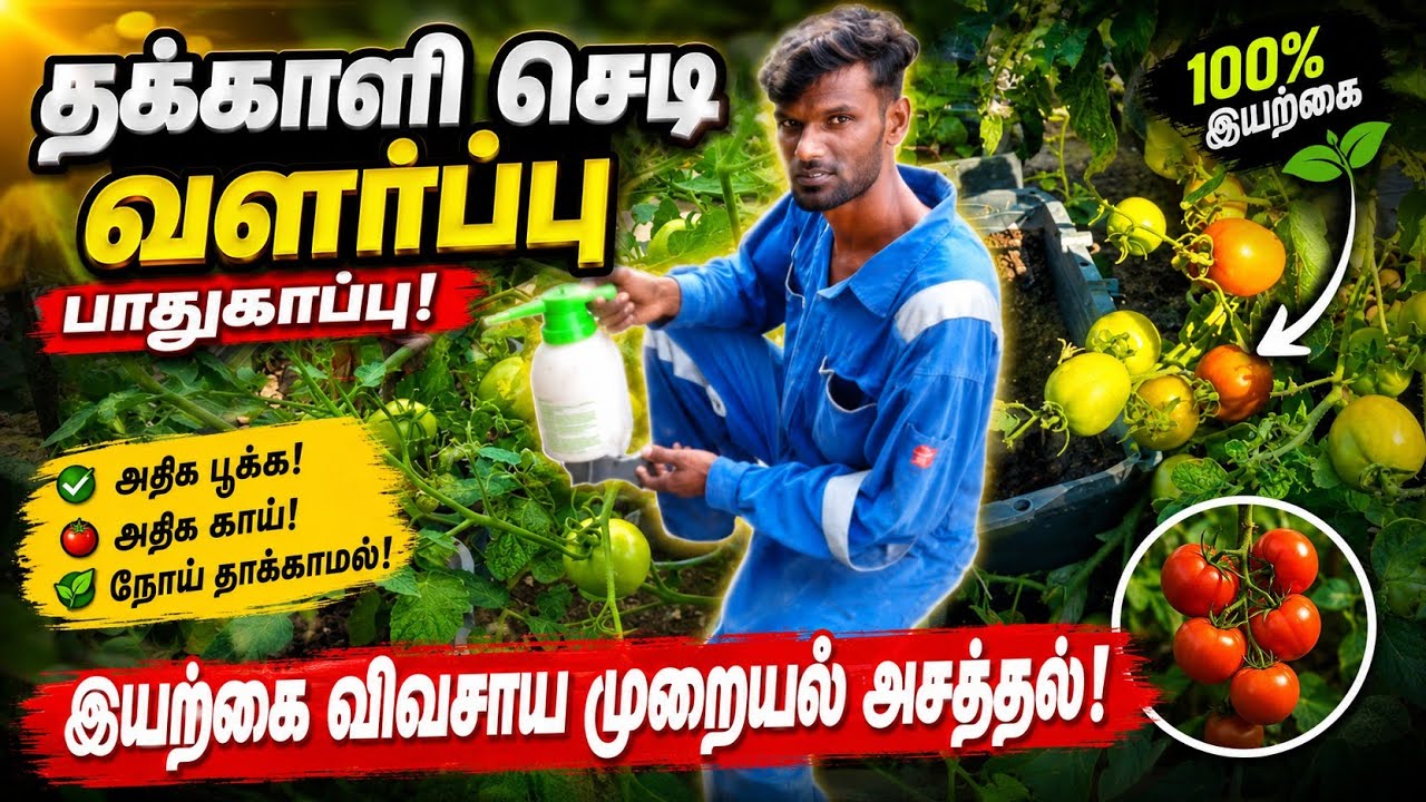 தக்காளி செடி வளர்ப்பும், நோய் பாதுகாப்பு முறைகளும்/tomato cultivation 