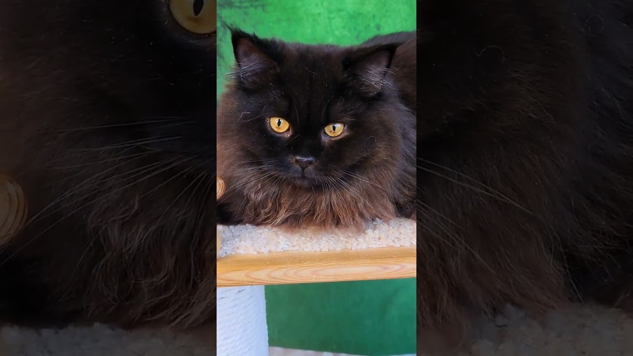 Black longhair Bri boy, real lion, very heavy, large, high quality. Carrier cinnamon