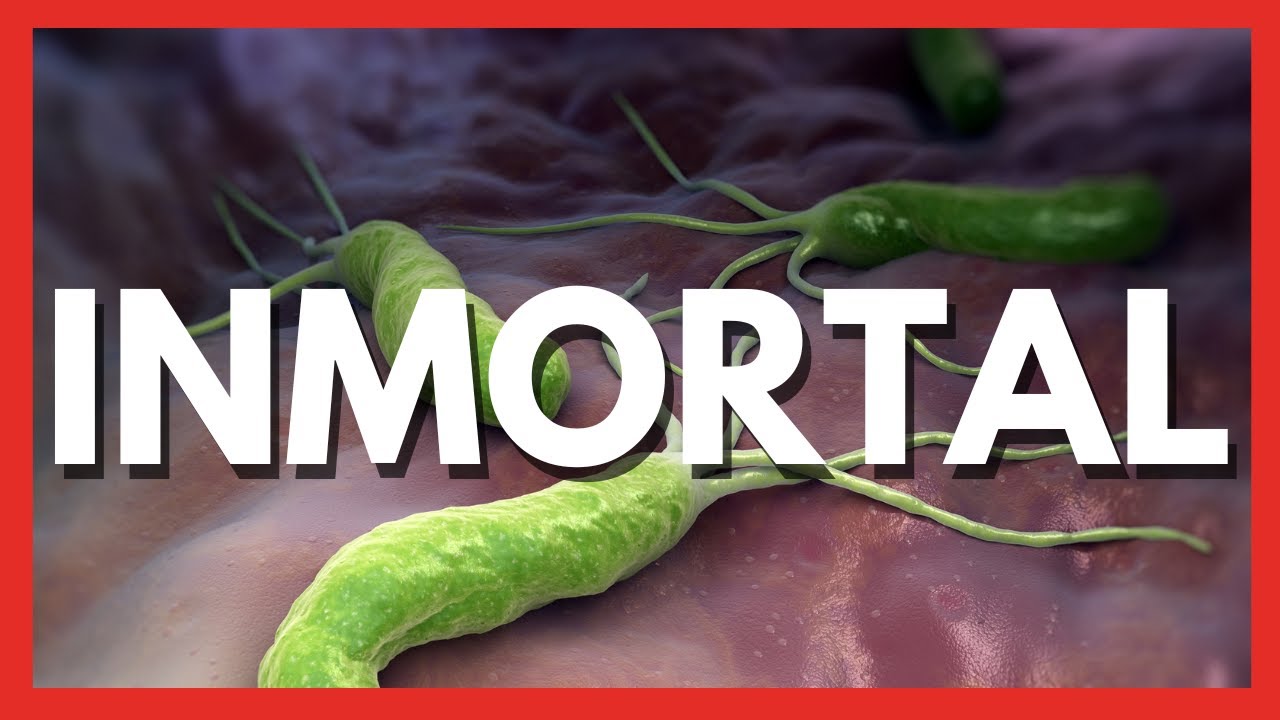 Cómo detectar HELICOBACTER Pylori en una Gastroscopia + TRUCOS para los difíciles de erradicar