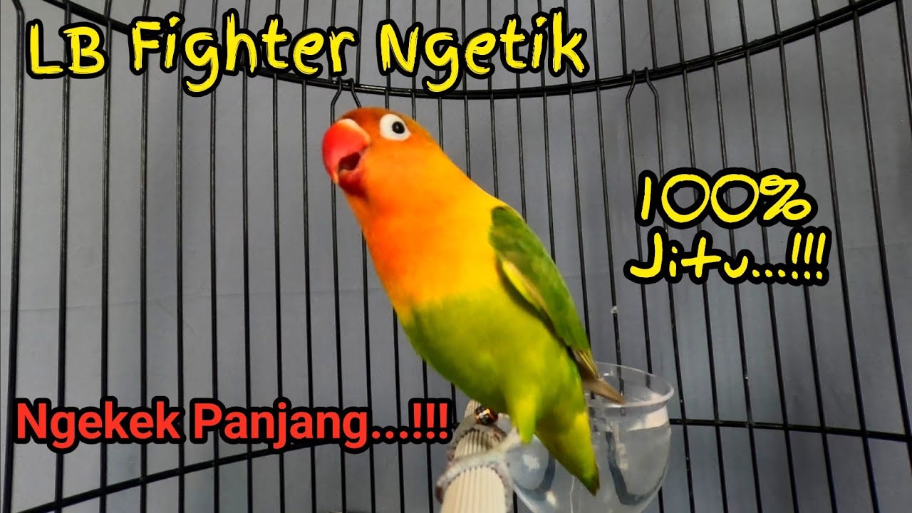 Pancingan Lovebird Fighter Ngetik Ngekek, LB Ngekek Panjang Untuk Pancingan Lovebirds Paud PART 16