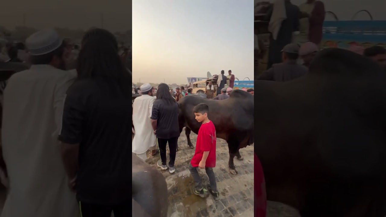 Cow mandi Lahore #cowvideos #cow #strongbull #bull #animals #bakraeid #trending #viralvideo #trnd