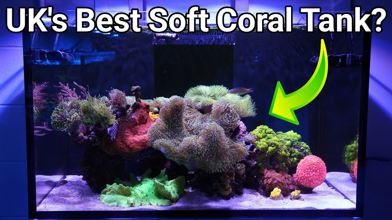 Soft Coral Reef Tank Tour: The Yorkshire Reefs Red Sea Reefer XL300