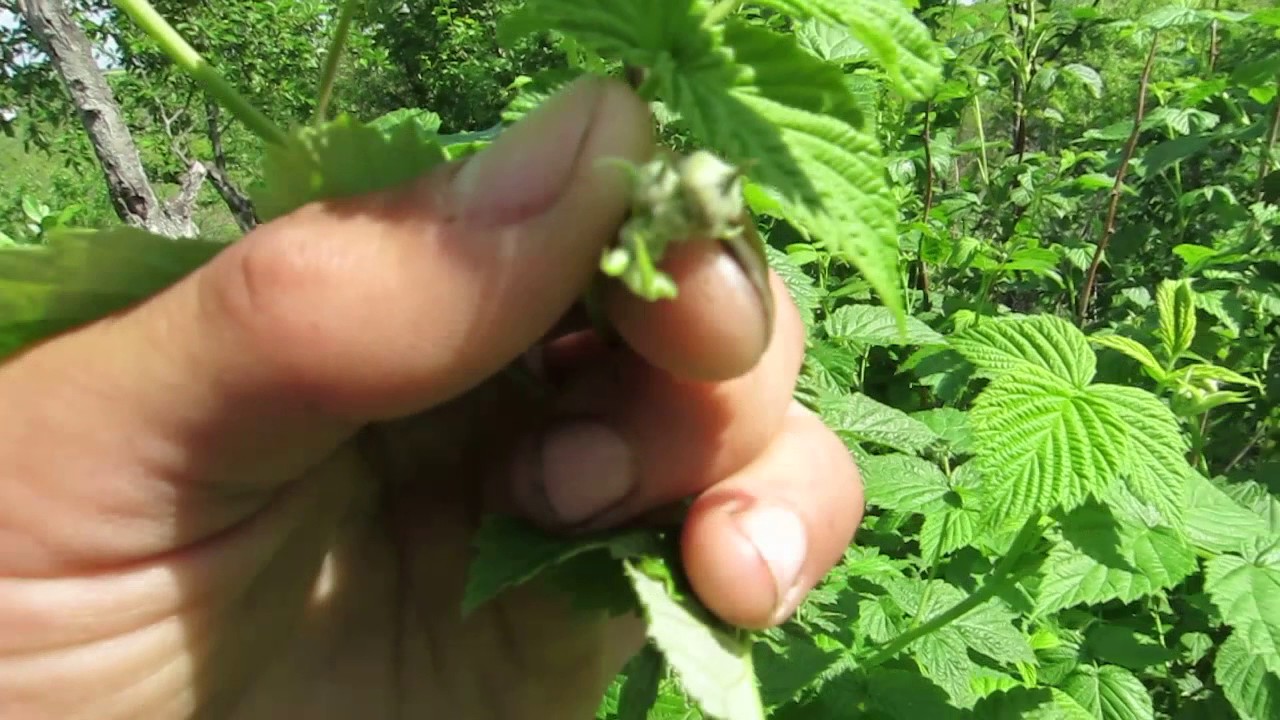 Permacultura - sistemul agroforestier in gospodarie