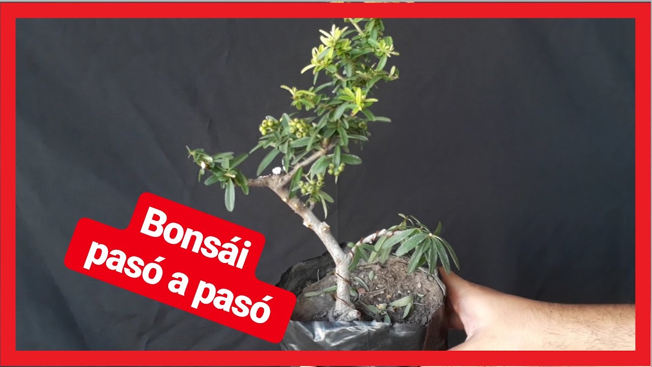 PYRACANTHA planta de vivero a prebonsai PRIMEROS TRABAJOS PARA EL FUTURO BONSAI