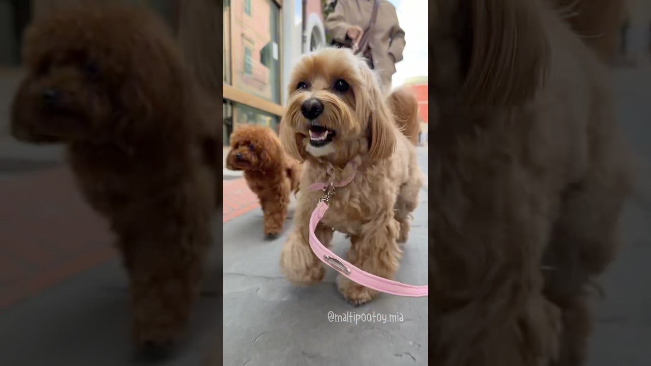 IL MIGLIOR COMPAGNO DI VIAGGIO HA QUATTRO ZAMPE E TANTA FELICIT&Agrave; ❤️&zwj;🔥 #maltipoo #vacanzaconilcane