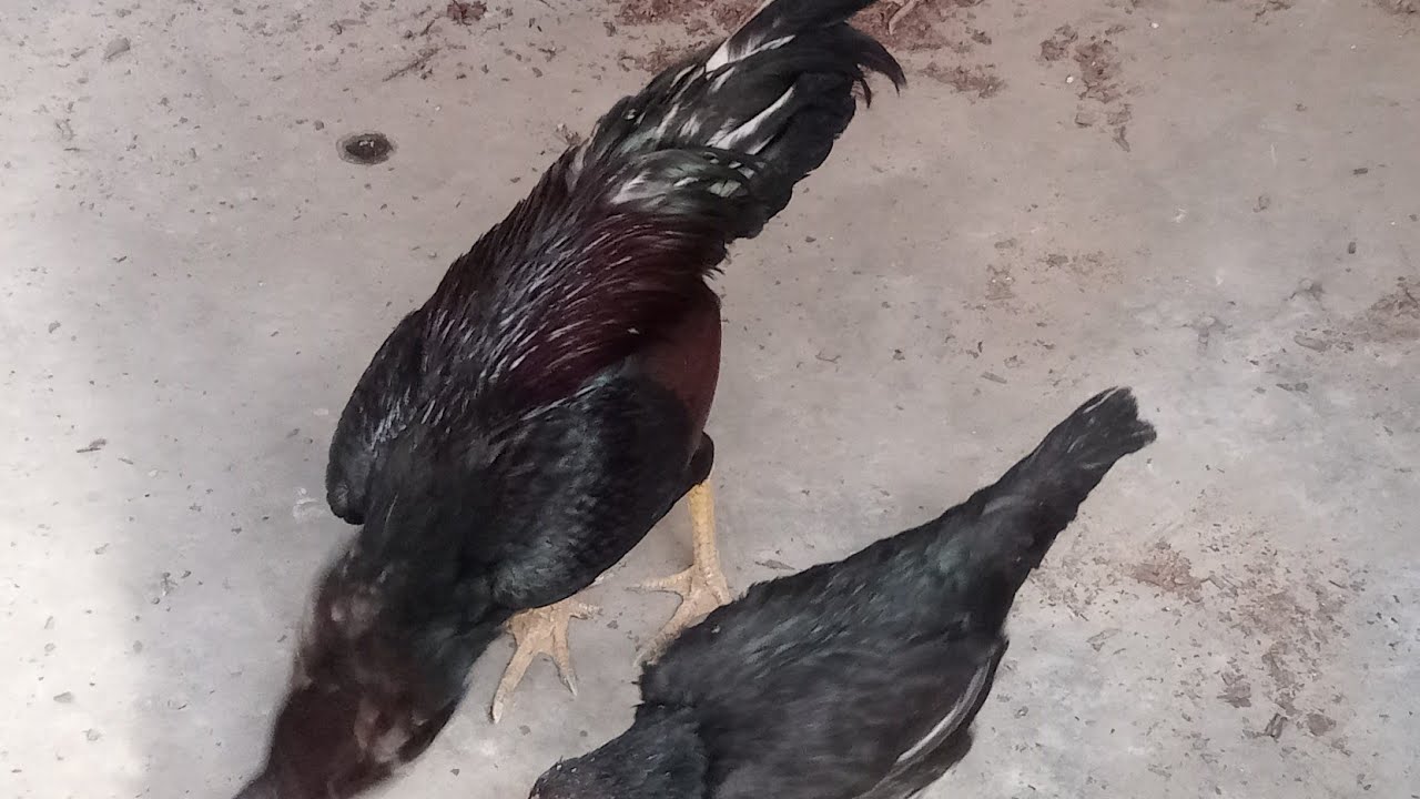 best aseel murga farm in world/ hen and chicks