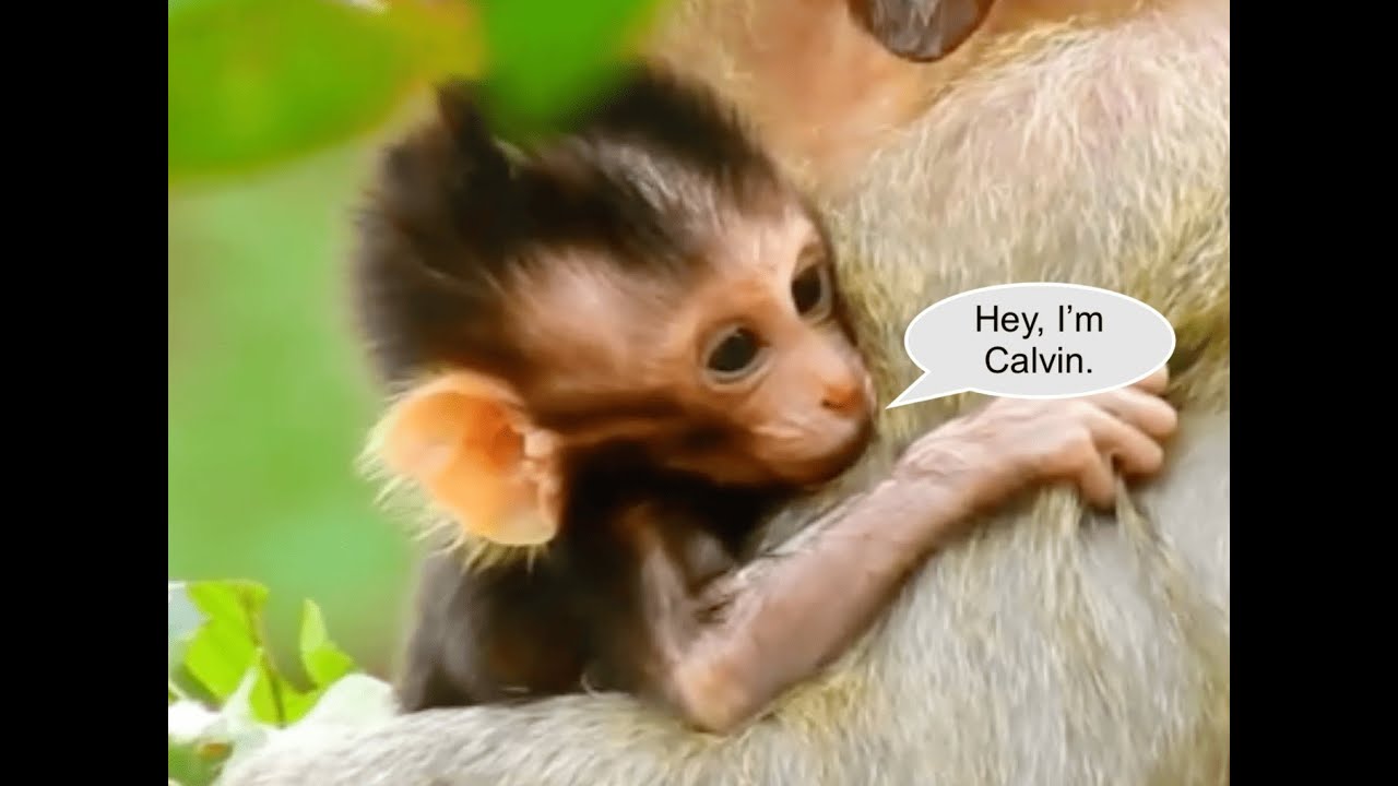 Baby monkey Calvin, so short and sad life.