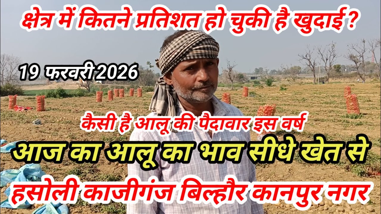 आज का आलू का भाव सीधे खेत से हसोली काजीगंज बिल्हौर कानपुर नगर