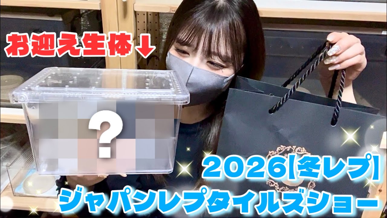 瞳がうるちゅるきゅるんな超可愛い生体お迎えしました！💗　【静レプ】【冬レプ】