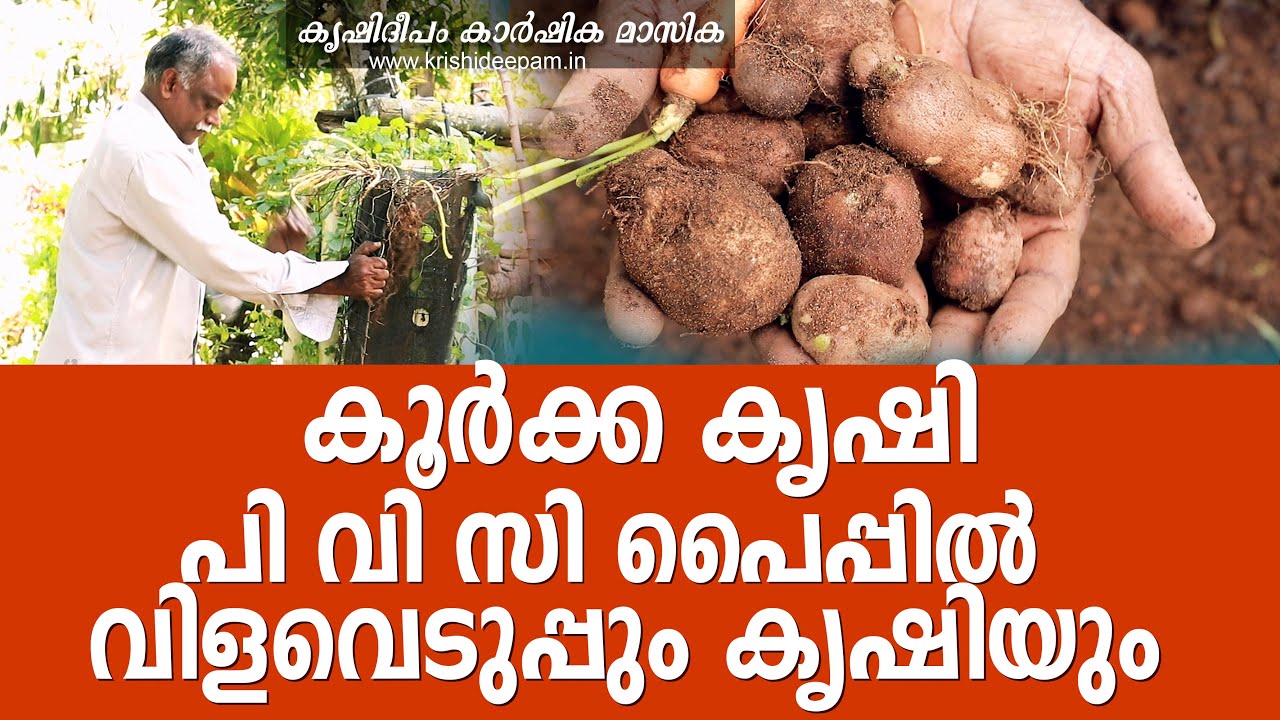 കൂർക്ക കൃഷി  പി വി സി പൈപ്പിൽ.    വിളവെടുപ്പും കൃഷിയും    Koorka Harvesting