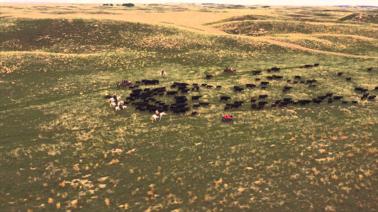 Cattle Drive | Nebraska Midwest