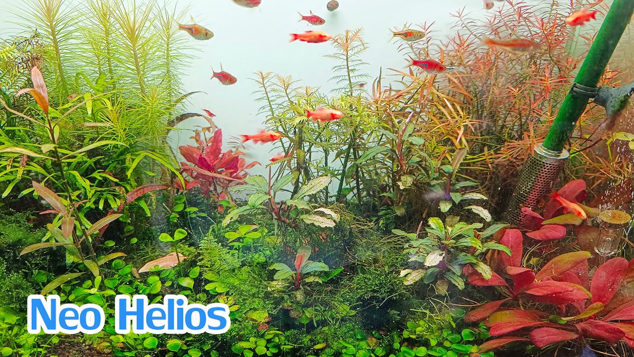 ไฟ Neo Helios ผ่านมาหลายเดือนแล้วมาดูกันเป็นไงบ้าง