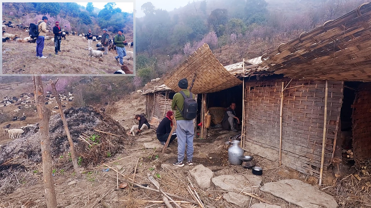 somuhang with friends || shepherd life of Nepal ||@pastorallifeofnepal