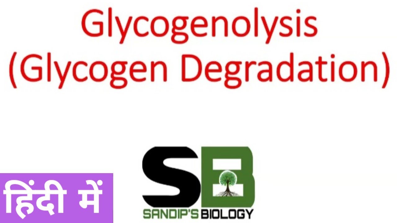 Glycogenolysis | Glycogen metabolism in Hindi