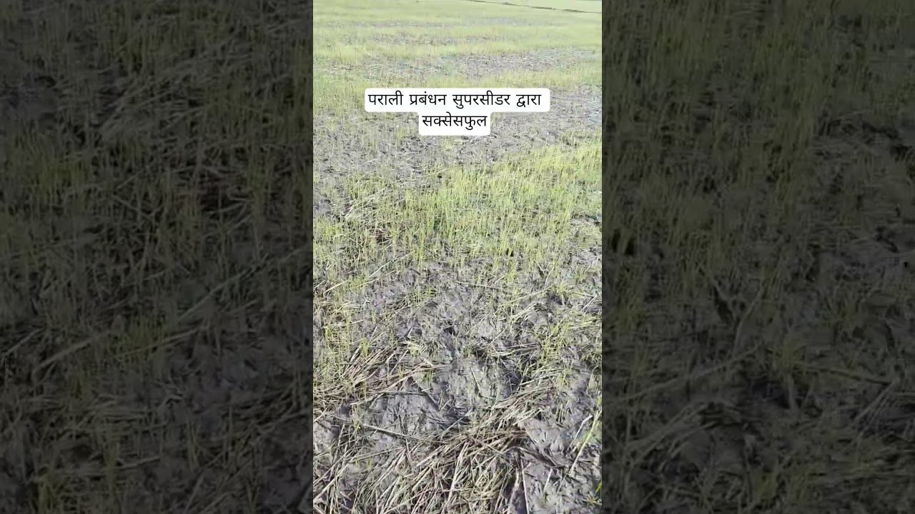 #paddy