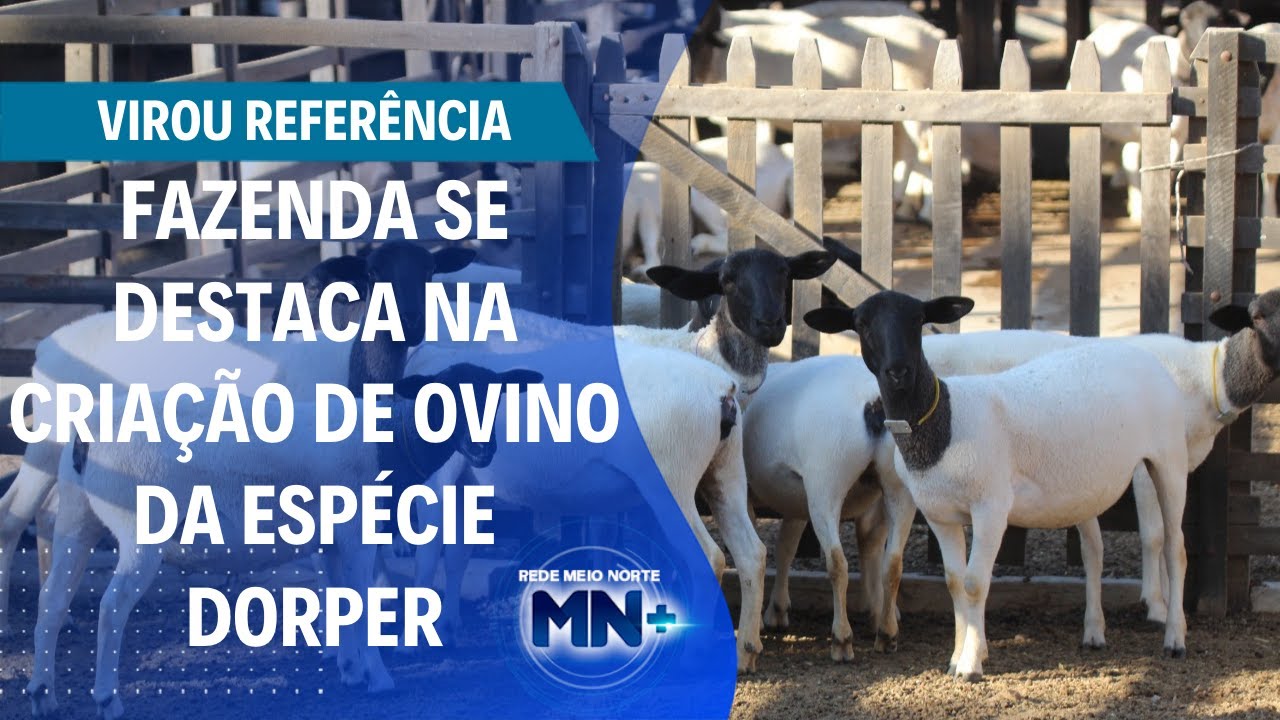 Fazenda se destaca na criação de ovino da espécie Dorper | Painel