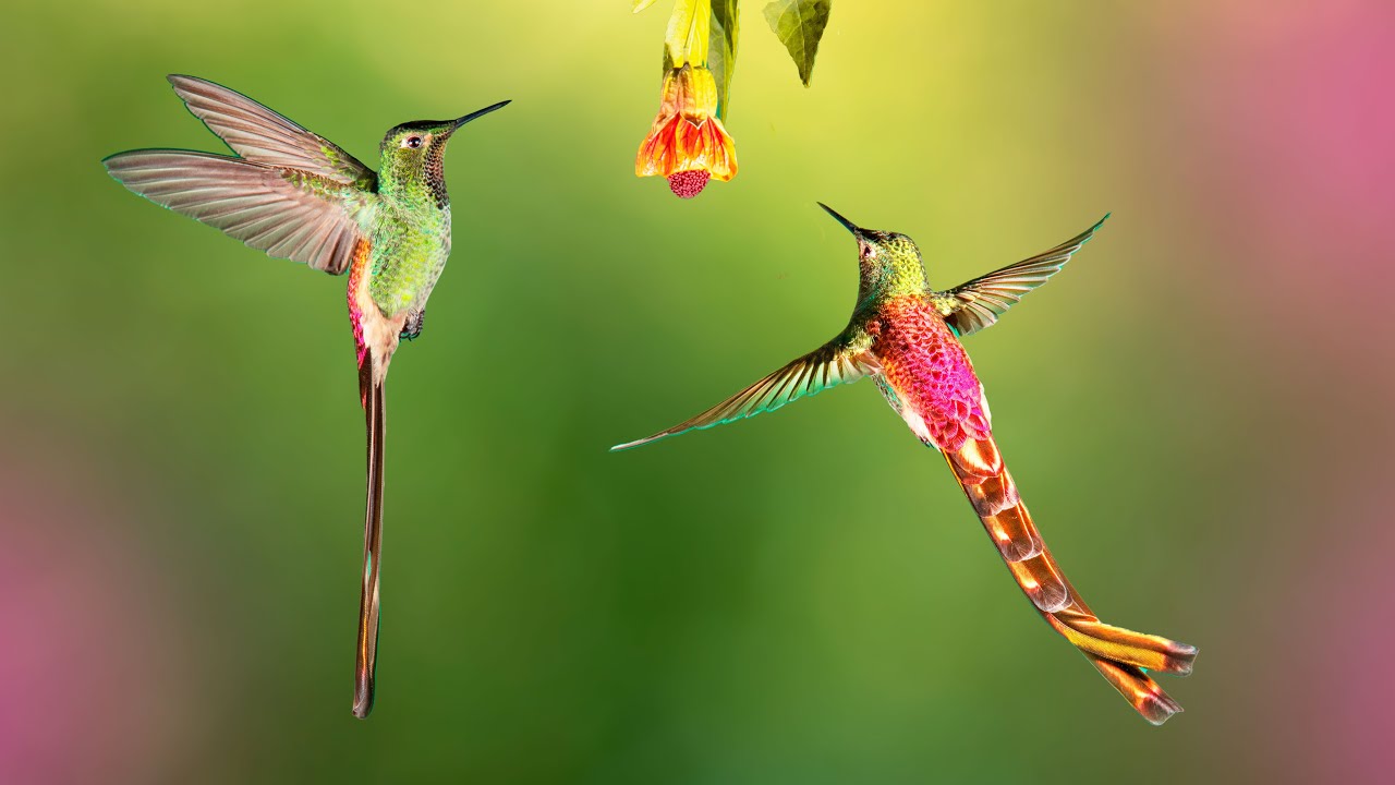 ¿Cómo atraer Picaflores a tu Jardín? Plantas Nativas y Colibríes
