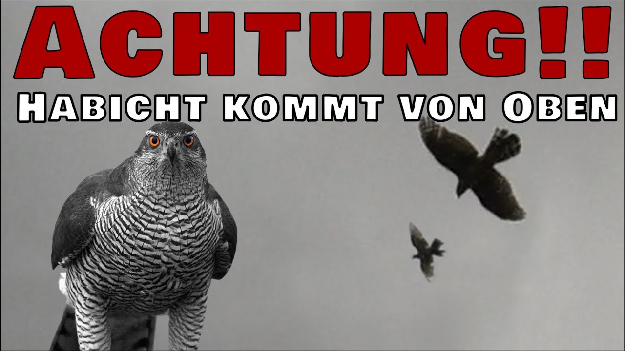 Habicht vs Taube |Blitzangriff aus der Höhe