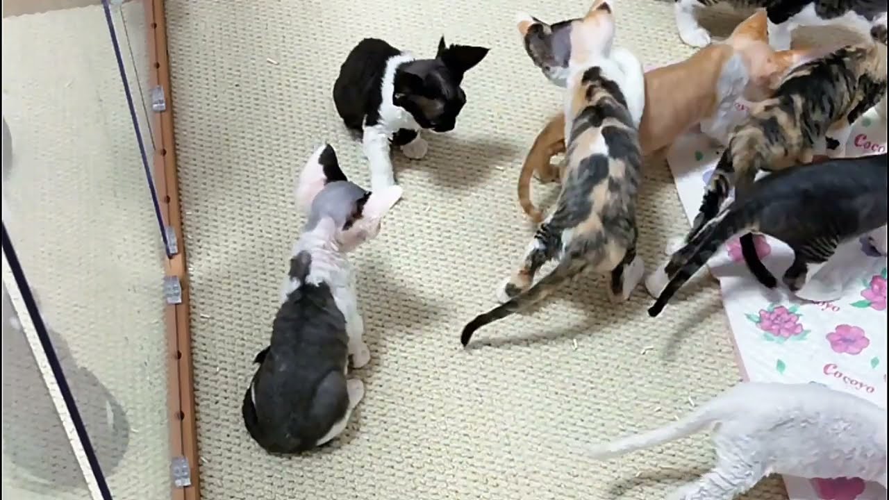 Adorable Sounds and Hilarious Behavior of a Small Devon Rex Kitten