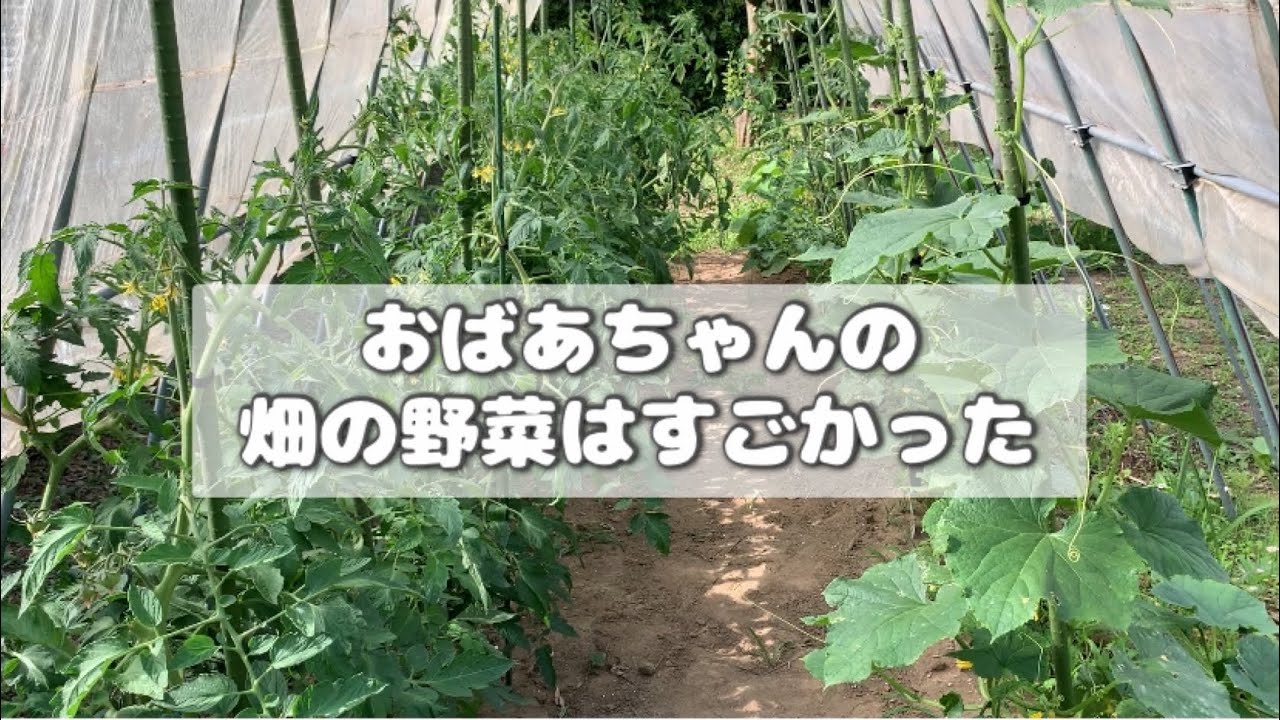 畑で夏野菜作り振り返り2024 プランター栽培とこんなに違う　大地の恵みが凄すぎる