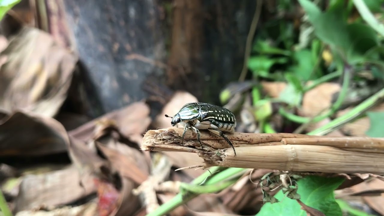 Beautiful beetle 🪲