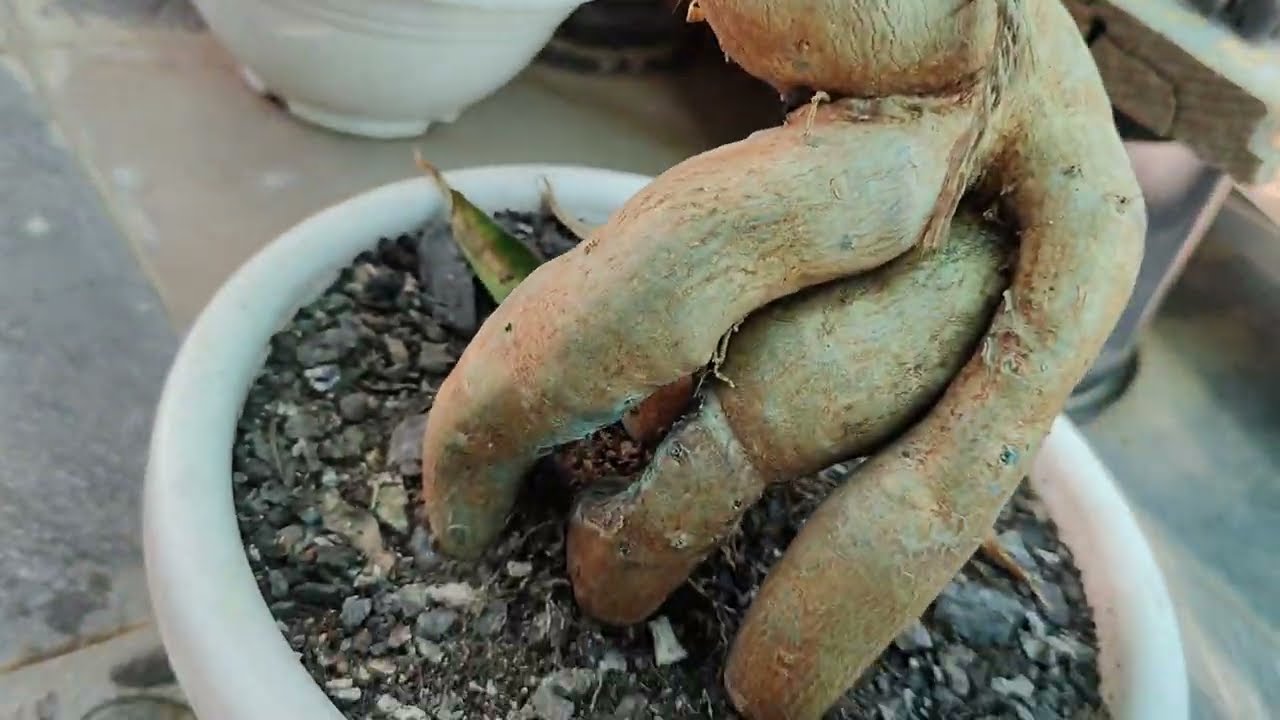 Mere Pas Adenium Ke 3 Khubsurat Podhe Hai