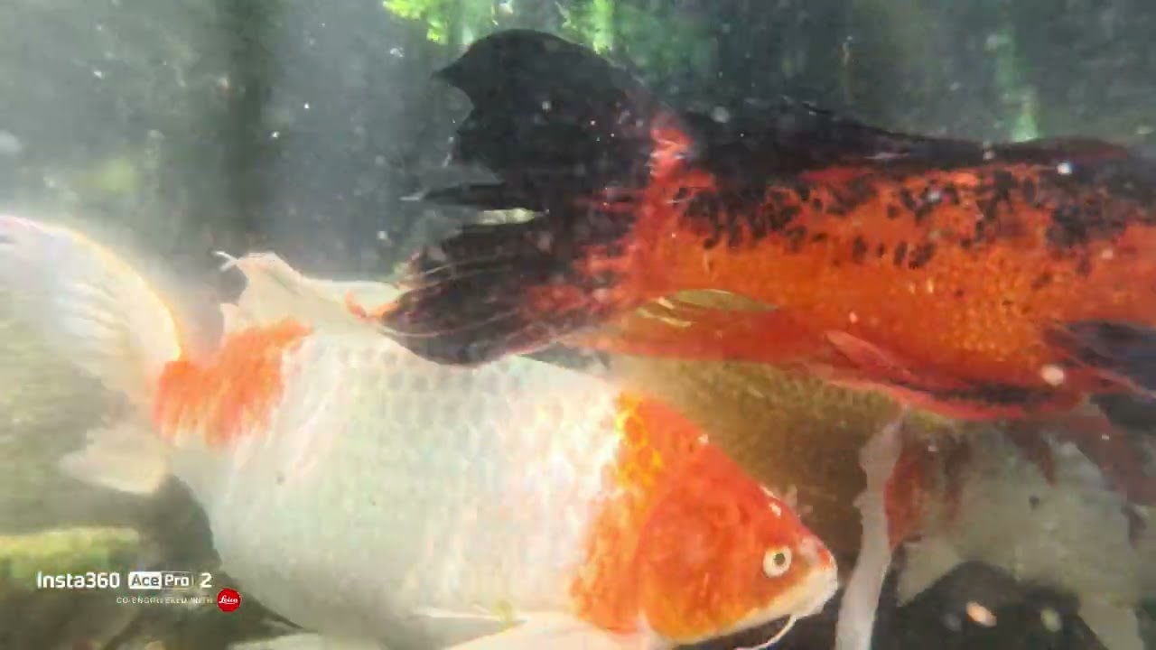 Koi Underwater