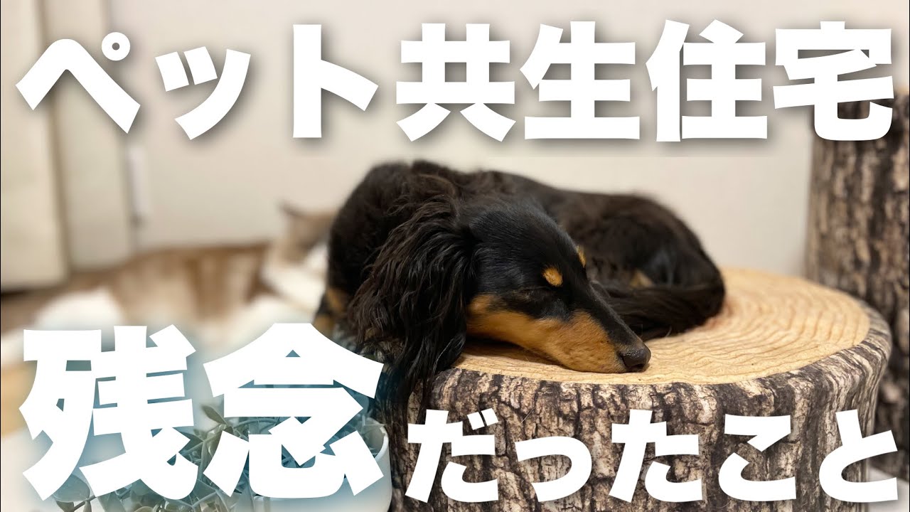 【残念だった!?】ペット共生住宅デメリット５選【チワポメ/カニンヘンダックス】