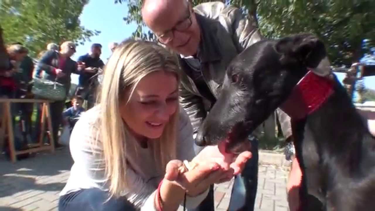 Gaci 20 galgos rescue adopted october 24 2015 movie