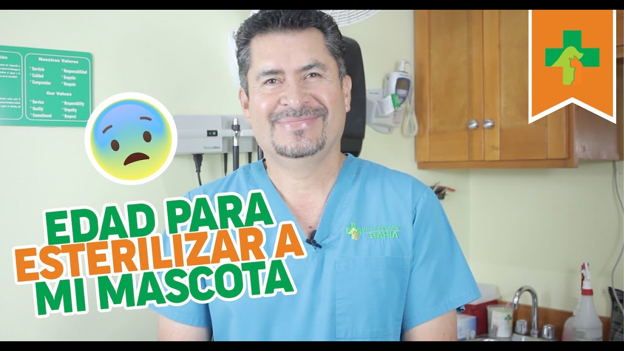 Edad para esterilizar a mi mascota.
